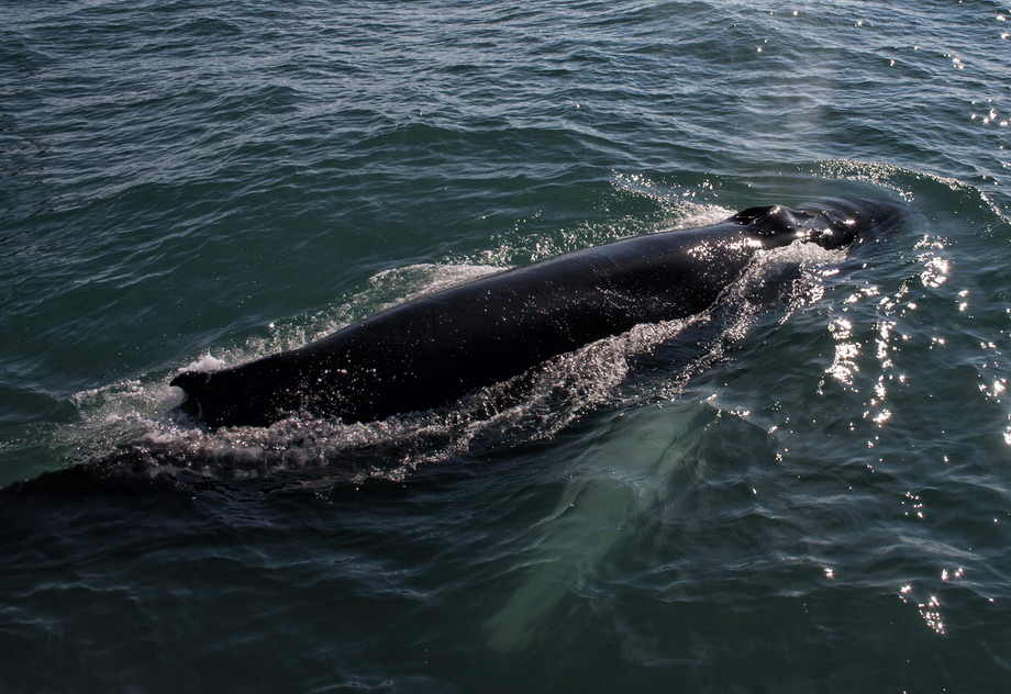 Buckelwale Island - Sven Michalczak