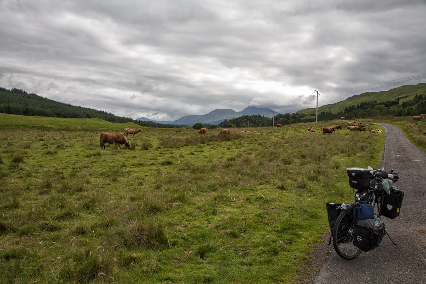 Hochlandrind - Schottland